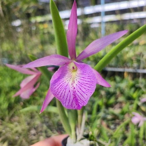 Orchidea cattleya walkeriana - cattleya, c.walkeriana