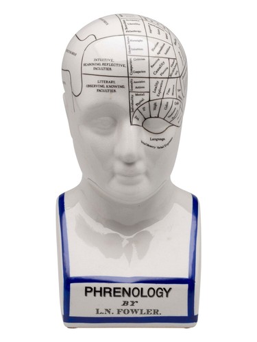 Testa frenologica con busto - ,