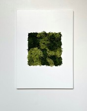 Quadro Con Muschio