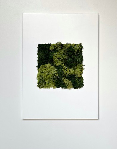Quadro con muschio - quadro,