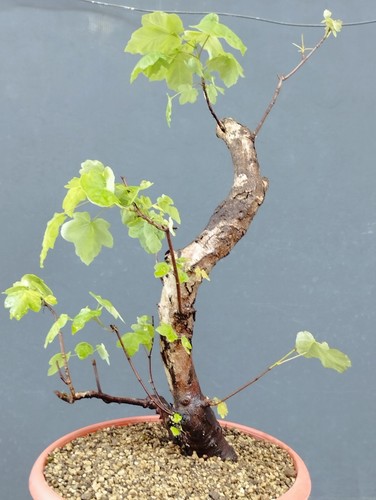 Pre bonsai acero - pre-bonsai, di