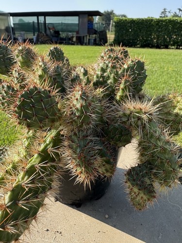 Tunilla chilensis - chilensis,