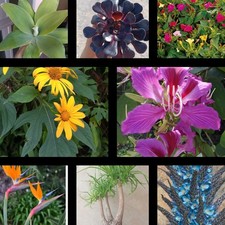 Mix semillas 315 strelitzia - mix, semillas,