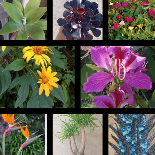 Mix semillas 315 strelitzia - mix, semillas,