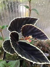 XN 728MN Begonia dark