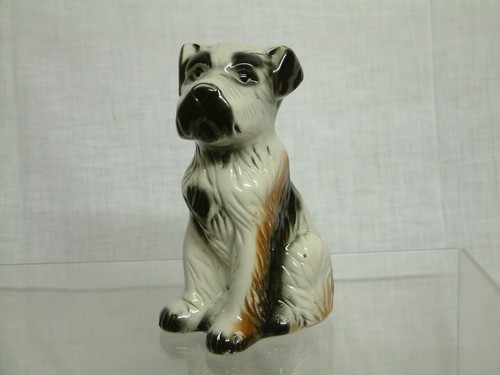 Terrier porcellana timbro - , cane