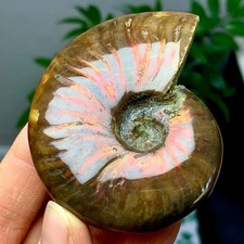 89G Natural Tentacle colorful