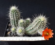 Echinocereus pacificus subsp