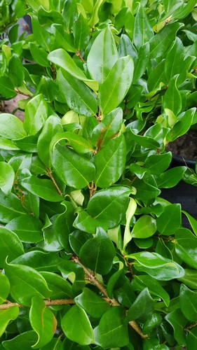 Ligustrum japonicum texanum - ligustrum,