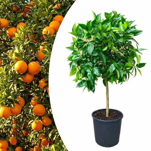 Pianta arancio washington - arancio,