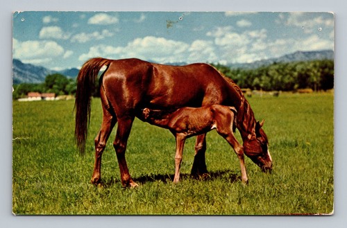 Postcard horses mother and - horses,