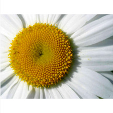 CHAMAEMELUM NOBILE - CAMOMILLA NOBILE, 50 semi + OMAGGIO