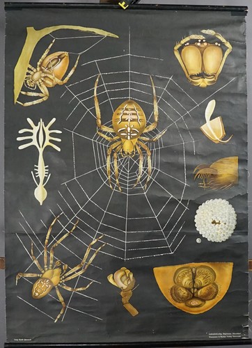 Ragno croce comune araneus - croce,