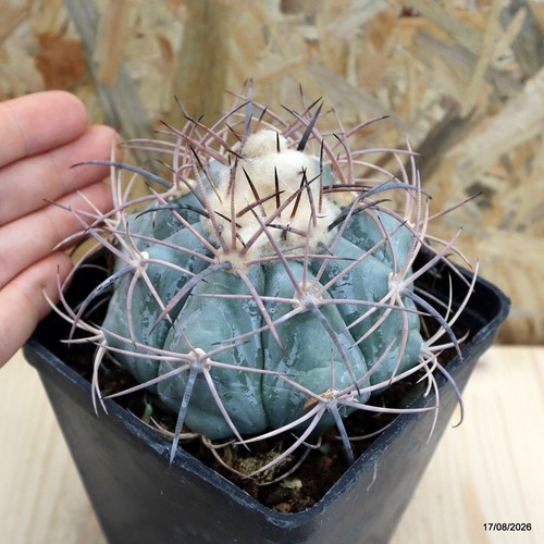 Echinocactus horizonthalonius