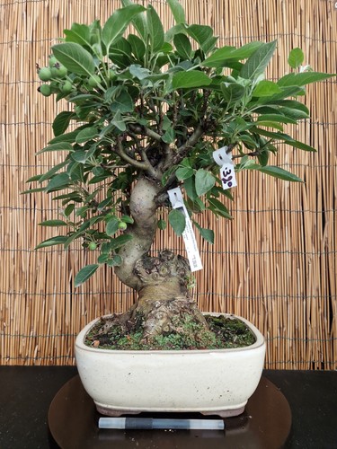 Bonsai melo 52cm - bonsai,