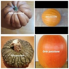 Mix 24 Semi di 4 varietà