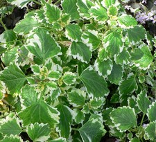 1 PIANTA DI PLECTRANTHUS O