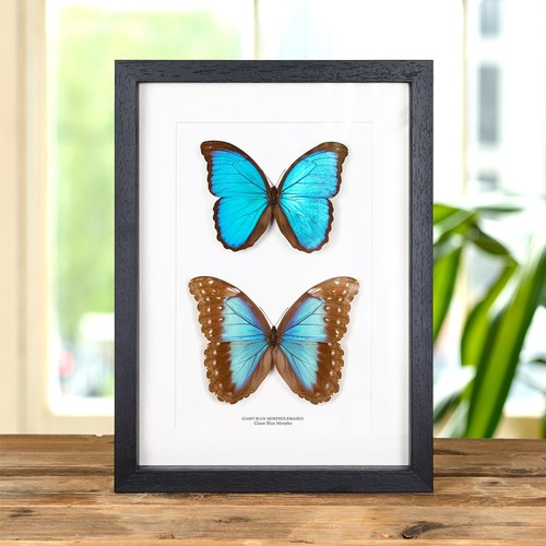 Giant blue morpho butterfly - morpho,