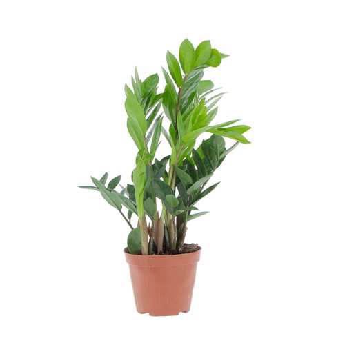 Kentis zamioculcas zamiifolia - kentis, -zamioculcas
