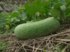 Zucca di cera - Benincasa