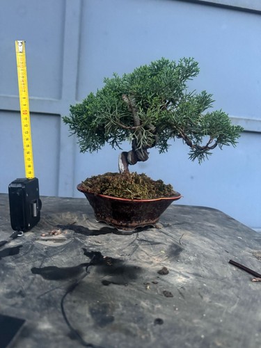 Bonsai ginepro kishu - ginepro,