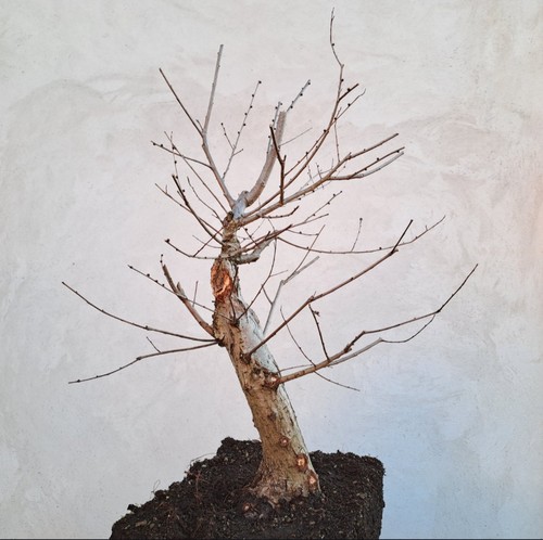Bonsai olmo - bonsai,