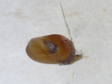 AMYGDALUM AGGLUTINANS EXTRA