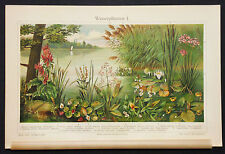 1889 ANTICA.CROMOLITOGRAFIA = VARIETA'  DI PIANTE ACQUATICHE / D'ACQUA = Tav.I