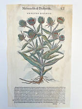 MATTIOLI Xilografia 1500 Botanica Erbario Piante "VN'ALTRO DISSAGO"