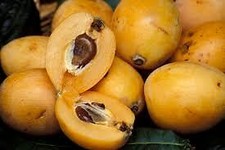 Nespolo frutto grosso (Pianta di 3 anni)