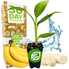 Dwarf Cavendish Banana Tree -