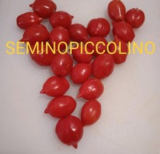 25 Semi Pomodoro Piennolo Del