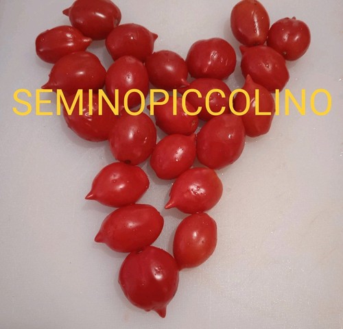 Semi pomodoro piennolo del - 25,