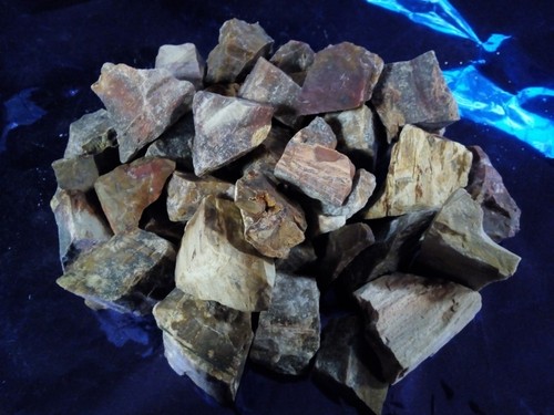Legno fossile silicizzato - fossile,
