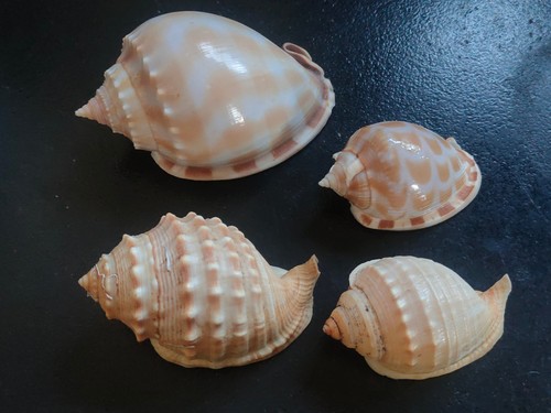 Conchiglia shell lotto - ,