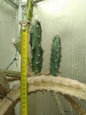 2 Eriocereus jusbertii. Harrisia Pollone Cutting Talea Cactus Cactaceae 