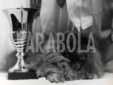 Foto vintage Francia, La gatta