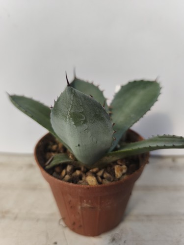 Agave ovatifolia blue - ovatifolia,