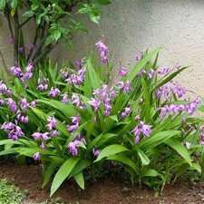 BLETILLA STRIATA (in vaso da