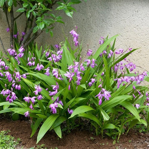 Bletilla striata vaso da - striata,
