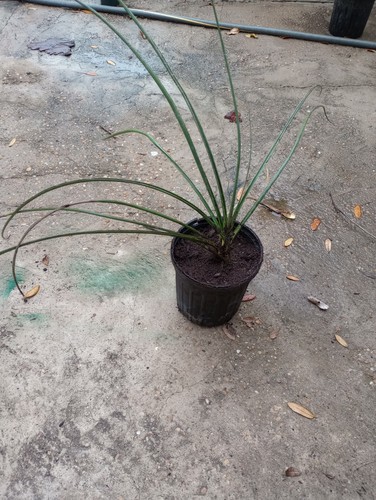 Texas red yucca hesperaloe - texas,