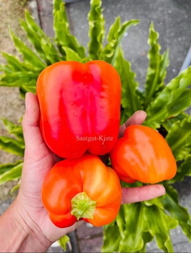 Peperoni fenicottero