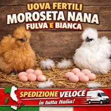 12  X UOVA FERTILI FECONDE