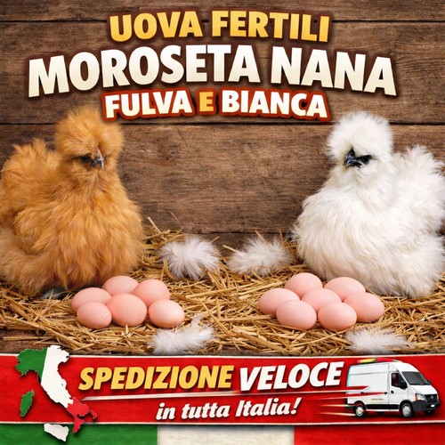 Uova fertili feconde - 12, x