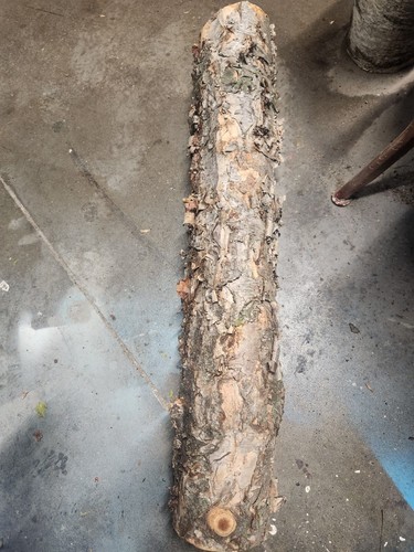 Tronchi legno betulla - tronchi,