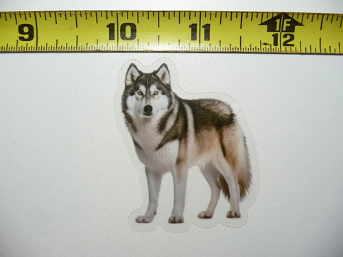 Alaskan malamute cane piccolo - malamute,