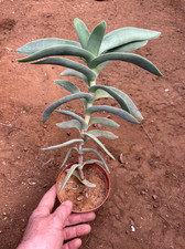 CRASSULA FALCATA - PIANTA DA