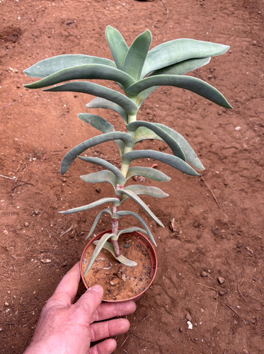 Crassula falcata pianta da - crassula,
