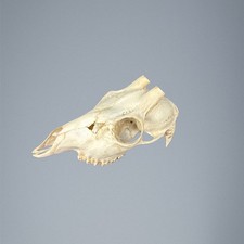 546SKU Teschio di capriolo