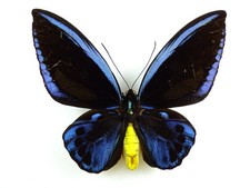 Ornithoptera priamus
